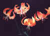 Tiger lilies